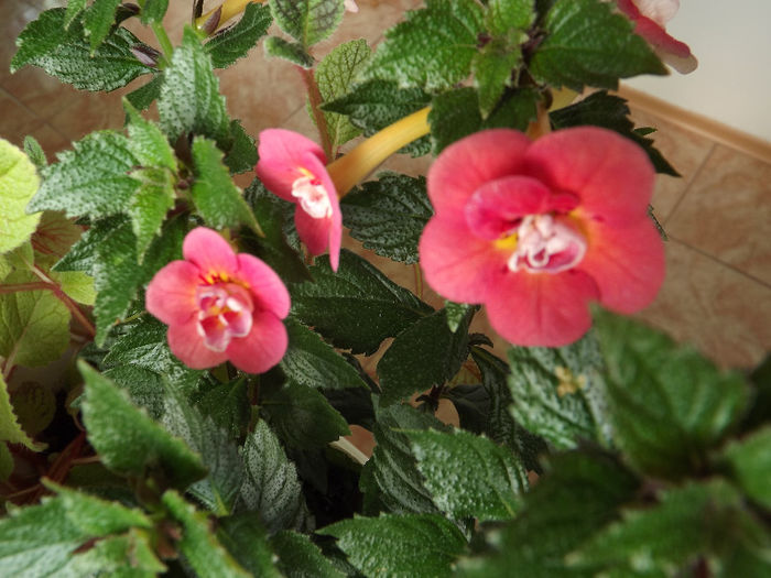 DSCF0847 - ACHIMENES