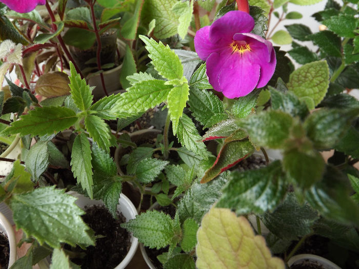 DSCF0849 - ACHIMENES