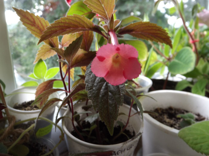 Peach Glow - ACHIMENES