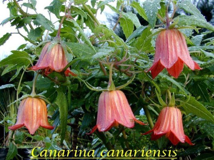 Canarina_canariensis - a-alte seminte rare