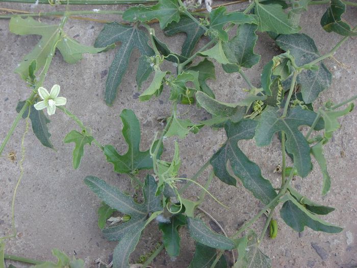 Cayaponia bonariensis - a-alte seminte rare