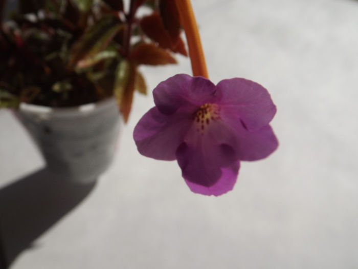 Tiger Eye - ACHIMENES