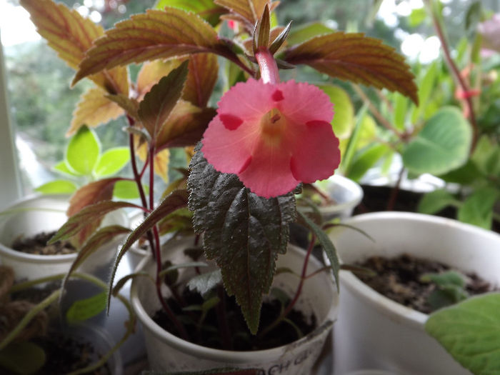DSCF0856 - ACHIMENES