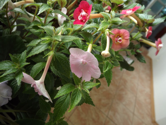DSCF0857 - ACHIMENES