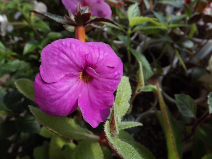 DSCF0891 - ACHIMENES