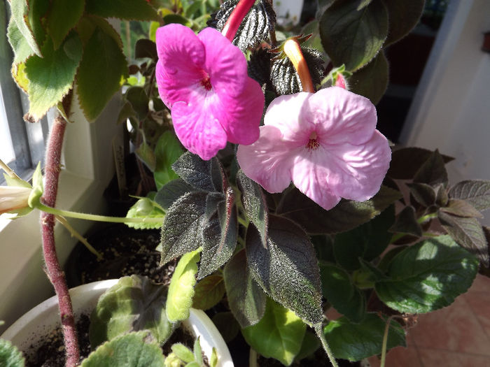 Wetterlow Triumph - ACHIMENES
