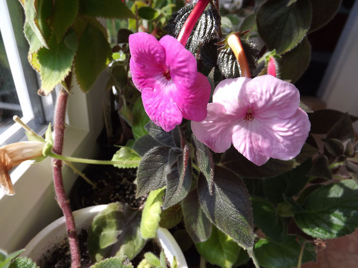 DSCF0894 - ACHIMENES