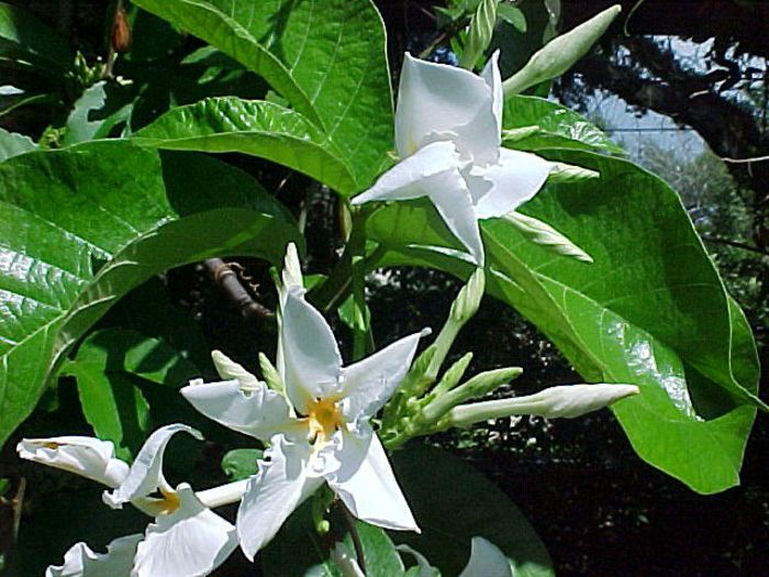 Chonemorpha fragrans
