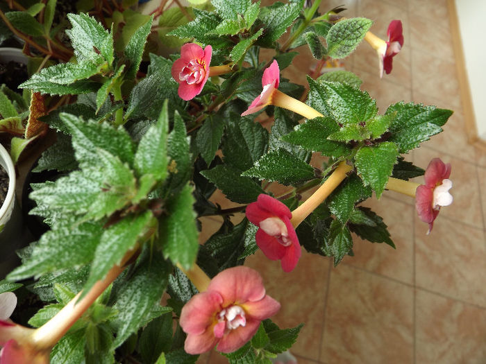 DSCF0818 - ACHIMENES