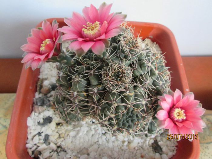 IMG_6487 - Florile mele in iulie