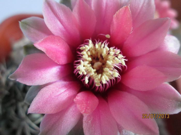 IMG_6494 - Florile mele in iulie