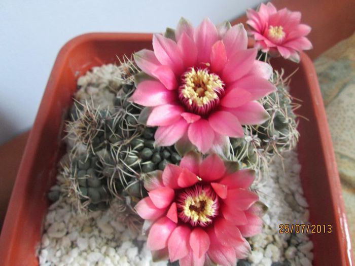 IMG_6493 - Florile mele in iulie