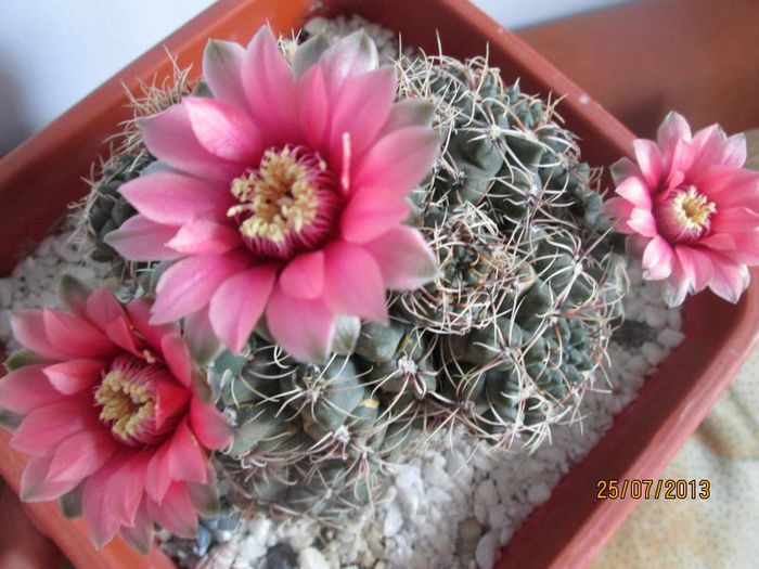 IMG_6491 - Florile mele in iulie