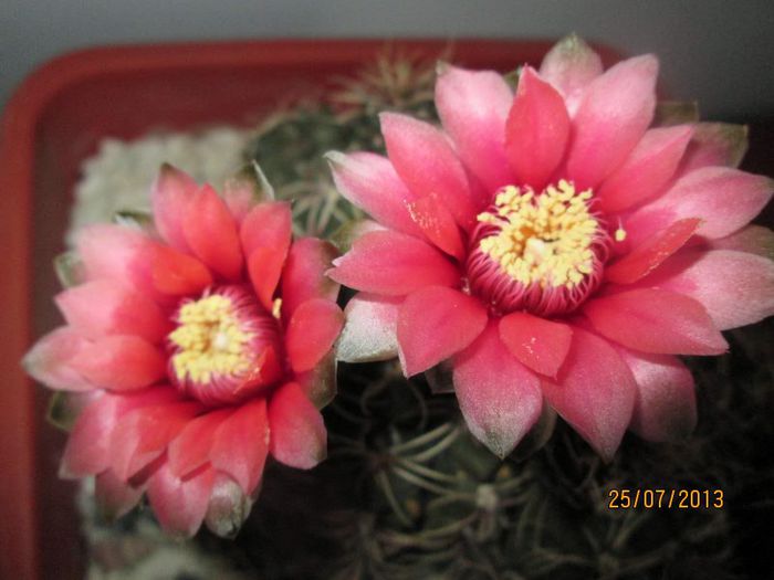 IMG_6490 - Florile mele in iulie