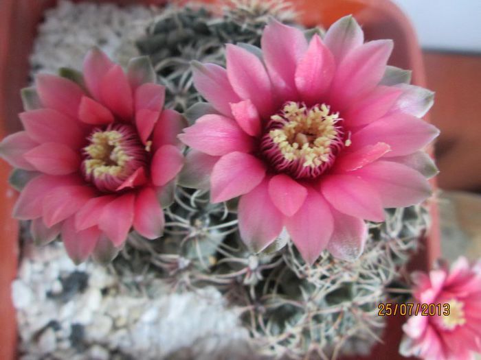 IMG_6488 - Florile mele in iulie