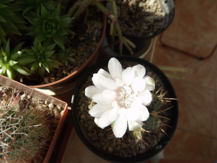 DSCF0900