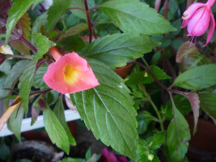 Peach Glow1 - Achimenes 2013