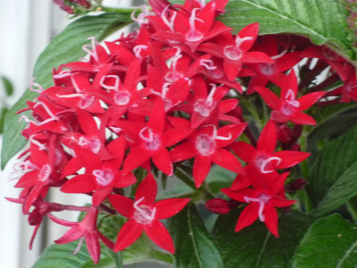 Pentas