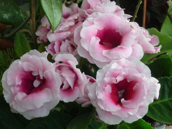 Gloxinia