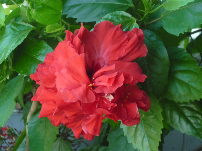 Hibiscus - Flori 2013 - a doua parte