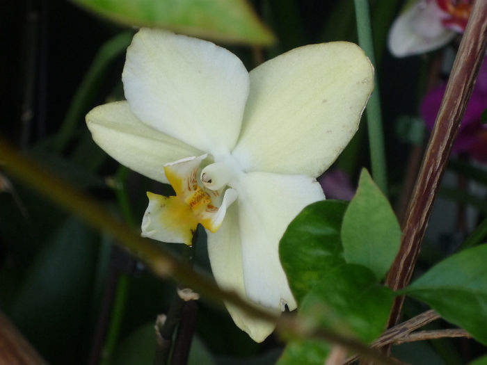 Orhidee - Flori 2013 - a doua parte