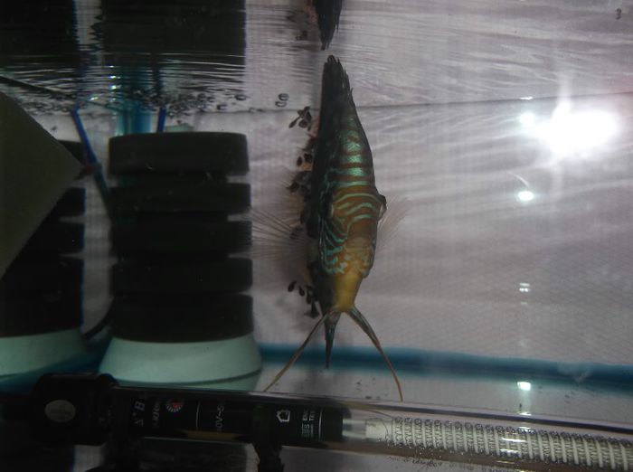 DSCF5178 - Red turquoise