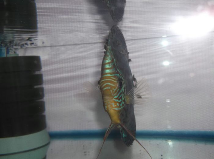 DSCF5182 - Red turquoise