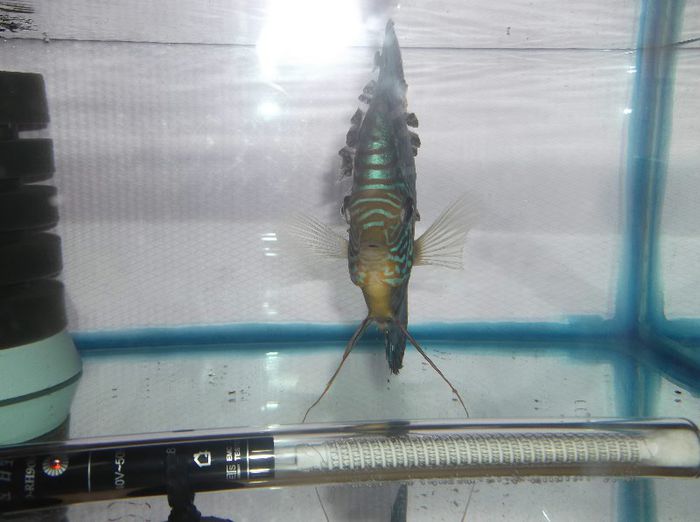 DSCF5183 - Red turquoise