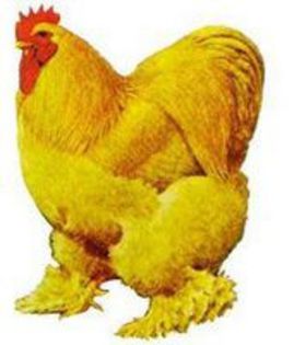 88816598_SJPTEDE - postere