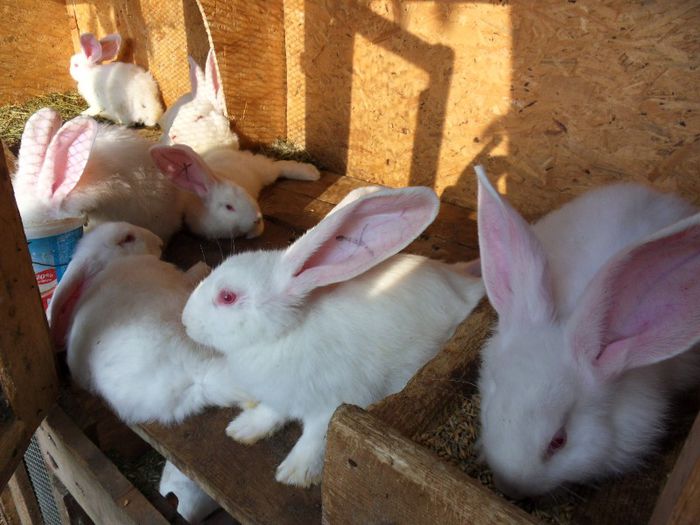 AM MAI CRESCUT. AVEM 7 SAPTAMANI