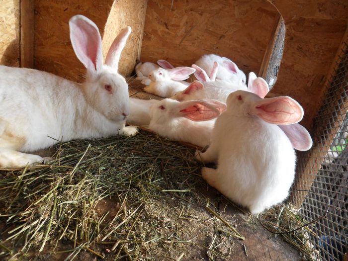 ECHIPA COMPLETA!!! 7 SAPTAMANI