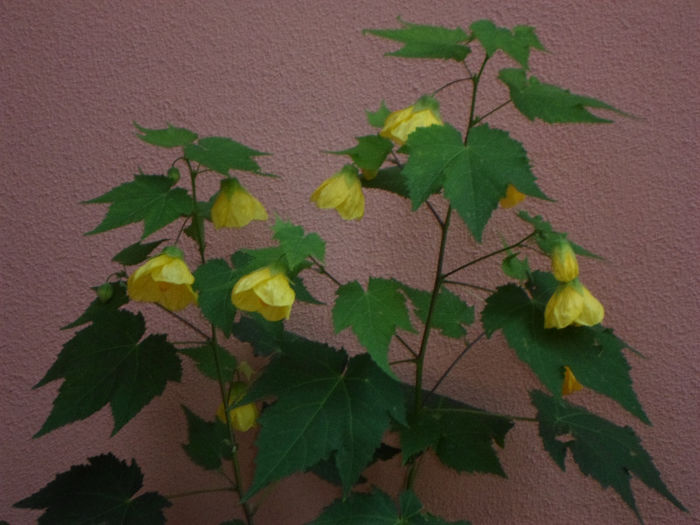 mm 113 - Florile mele