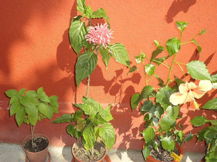 mm 117 - Florile mele