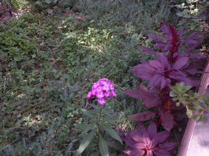 mm 118 - Florile mele