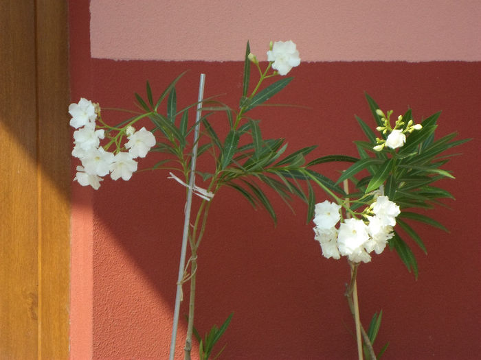 mm 130 - Florile mele