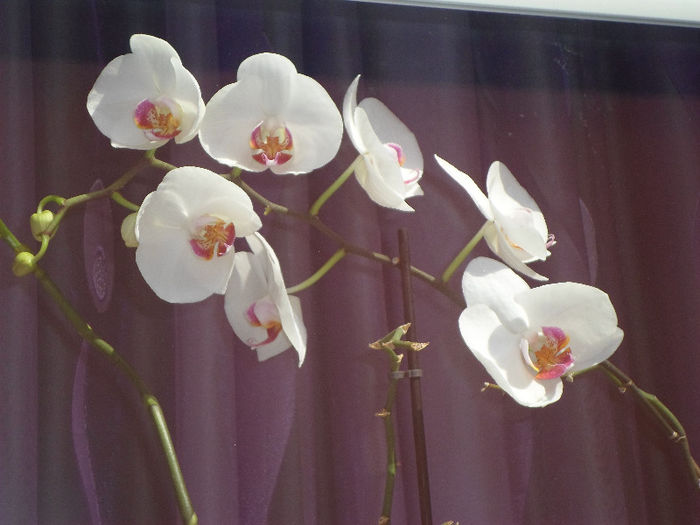 mm 136 - Florile mele
