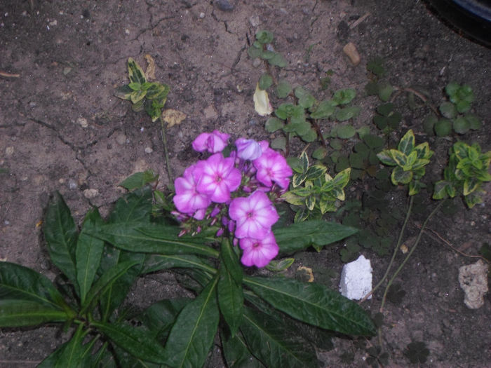 p 007 - Curtea si gradina