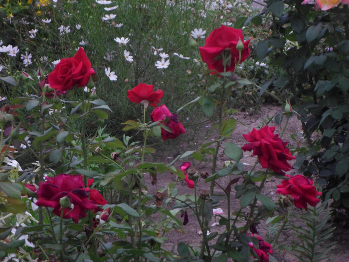 p 017 - Curtea si gradina