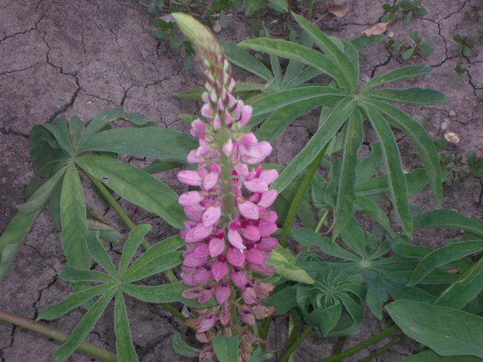 p 020 - Curtea si gradina