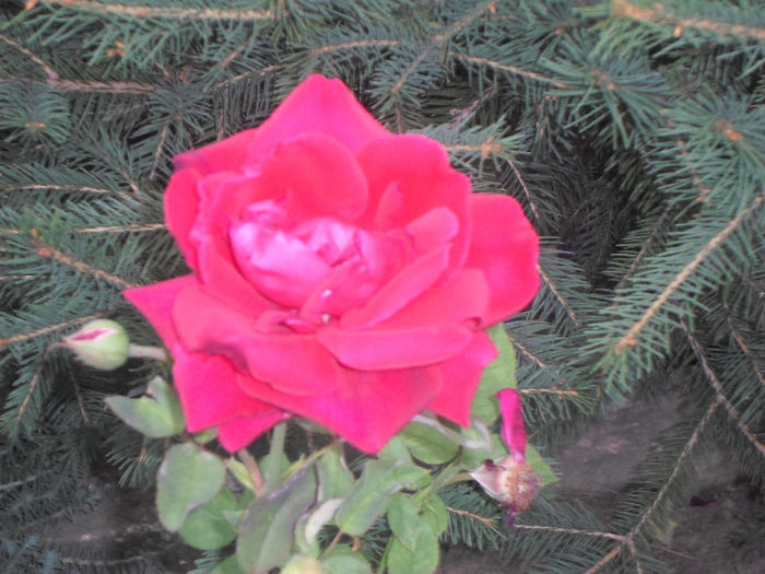 p 022 - Curtea si gradina