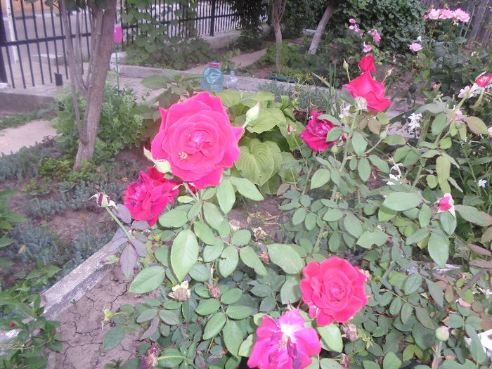 p 024 - Curtea si gradina