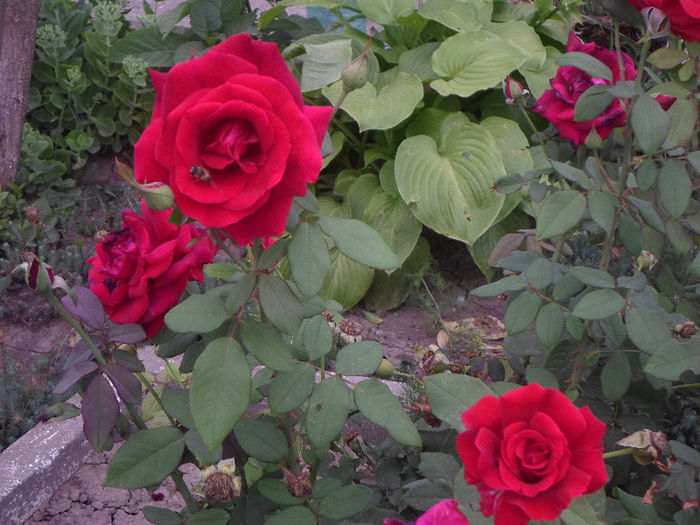 p 025 - Curtea si gradina