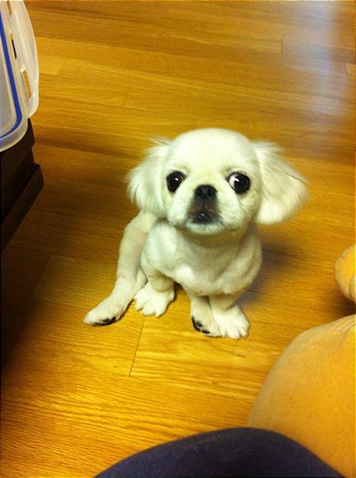 21bom_3664128418663353788 - 2NE1 animals