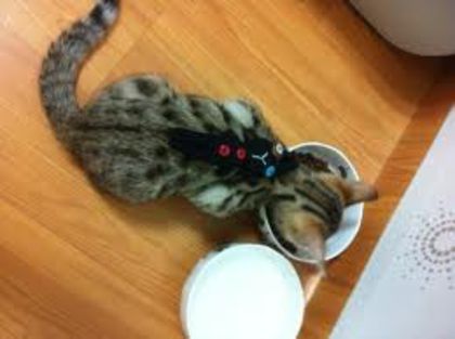 images (11)
