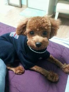 minzy-dougie-03
