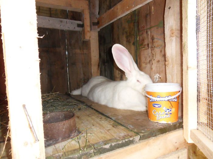 Preferata in casa noua