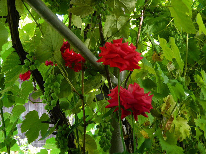 DSCN8160 - Gradinita dupa vacanta din iulie 2013