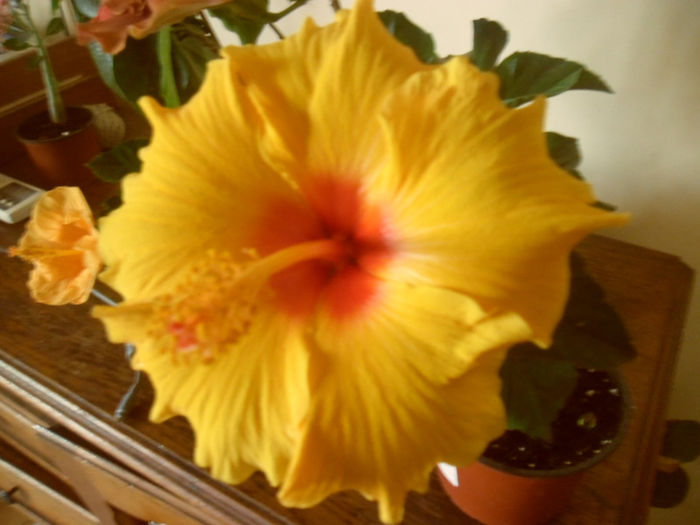 Athenacus - Hibiscus 2013-2