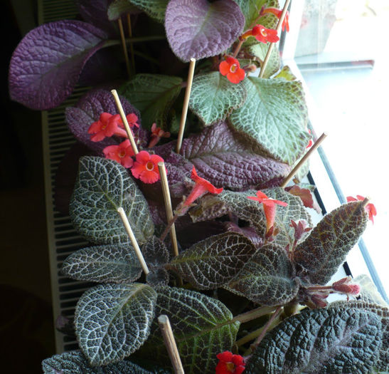 P1460721 - Episcia 2013