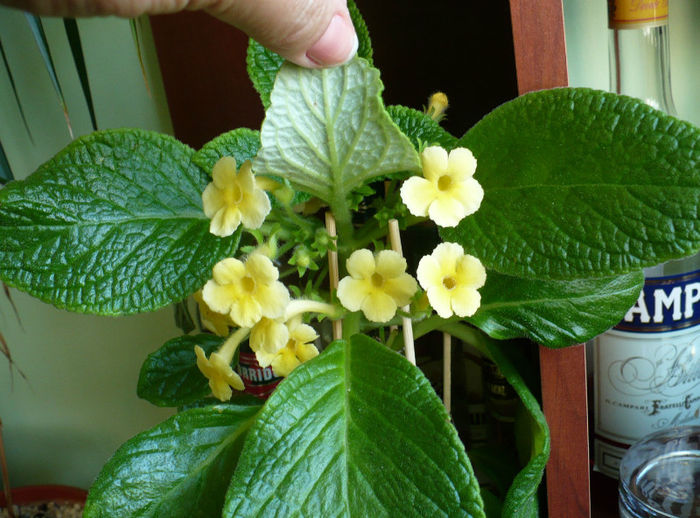 P1460710 - Episcia 2013